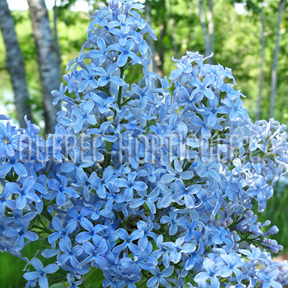 image de Syringa Flow Blue