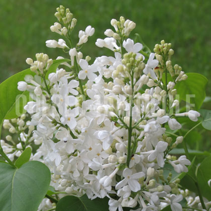 image de Syringa Frau Bertha Dammann