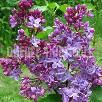 image de Syringa Fred Payne