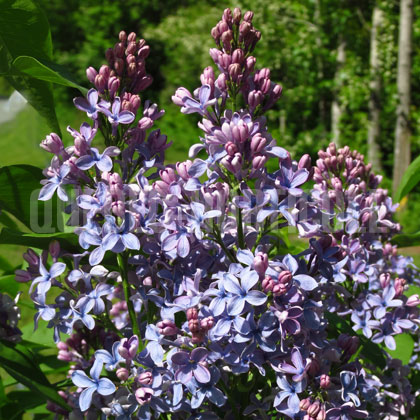 image de Syringa Frederick Douglass