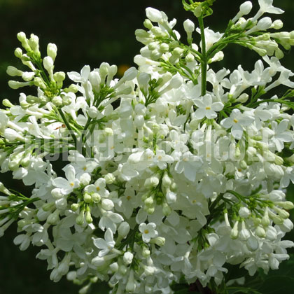 image de Syringa Galina Ulanova