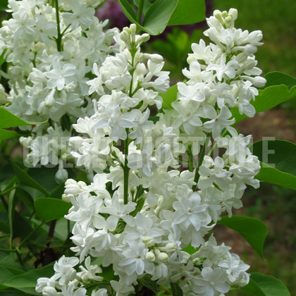 image de Syringa General Sheridan