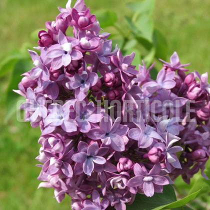 image de Syringa Georges Bellair