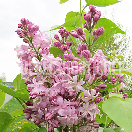 image de Syringa Gismonda