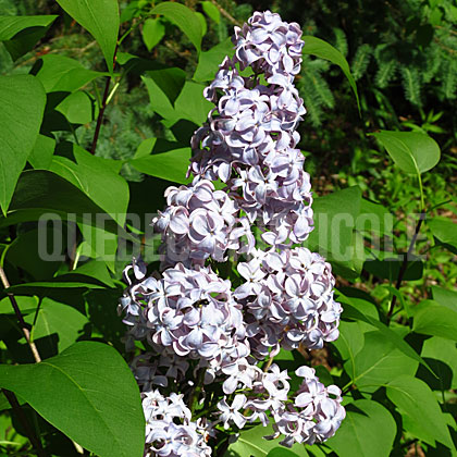 image de Syringa Gloire de Moulins