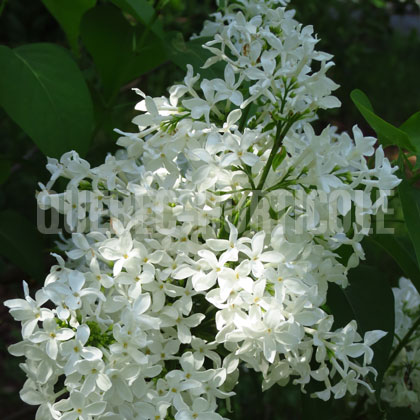 image de Syringa Gloire d'Aalsmeer