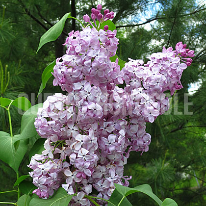 image de Syringa Gortenziya