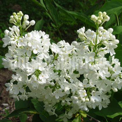 image de Syringa Heather