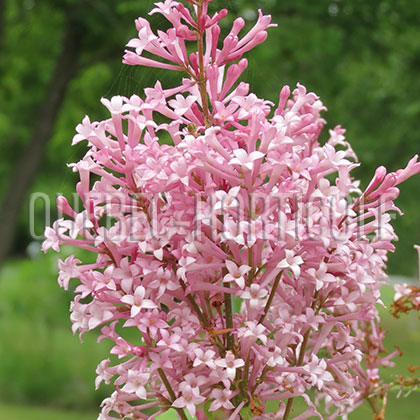 image de Syringa x prestoniae Helen