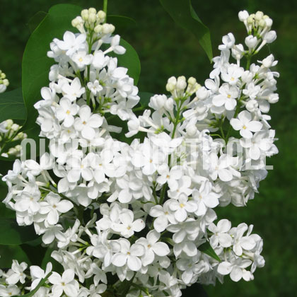 image de Syringa Henry Clay