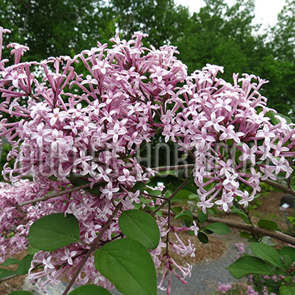 image de Syringa pubescens julianae Hers