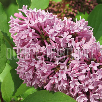 image de Syringa x prestoniae Hiawatha