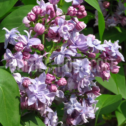 image de Syringa Hosanna