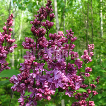 image de Syringa Hugo de Vries