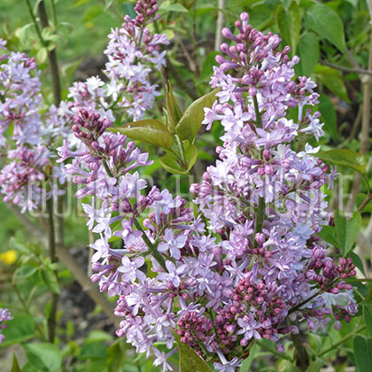 image de Syringa x hyacinthiflora Hyacinthiflora Plena