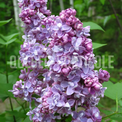 image de Syringa Hyperion