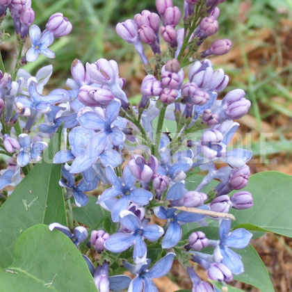 image de Syringa Idyllwild