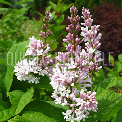 image de Syringa x prestoniae Isabella