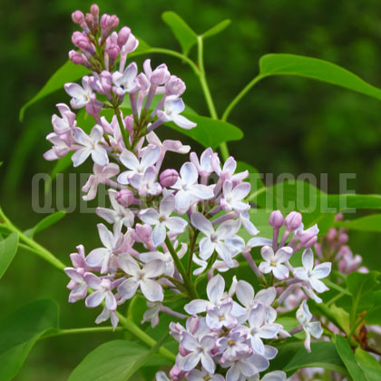 image de Syringa James Booth