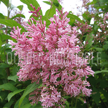 image de Syringa x josiflexa James Macfarlane