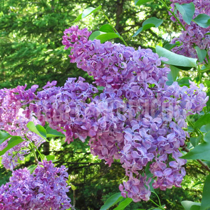 image de Syringa Jane Day