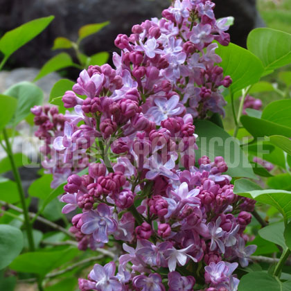 image de Syringa Jean Bart