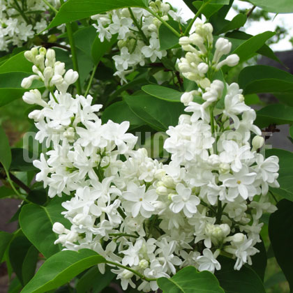 image de Syringa Jeanne d'Arc