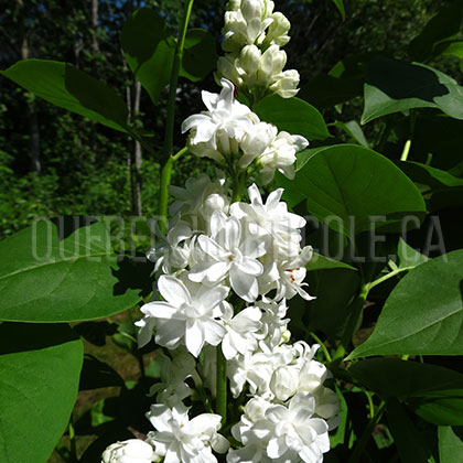 image de Syringa Joan Dunbar