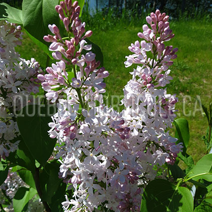 image de Syringa Joel