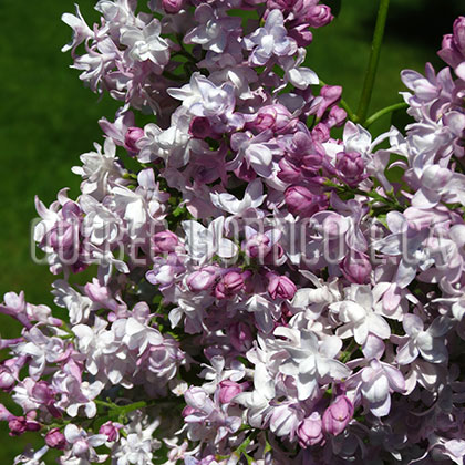 image de Syringa Kapriz