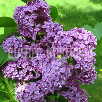 image de Syringa Kathy McGuire