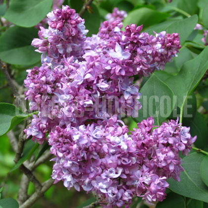 image de Syringa Kenneth W. Berdeen II