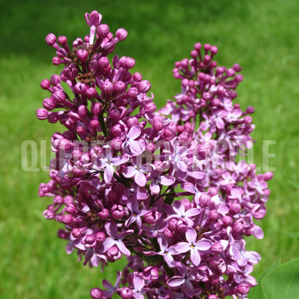 image de Syringa Kievlyanka