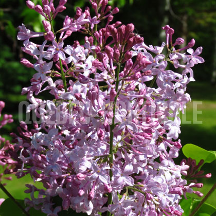 image de Syringa Konstantin Zaslonov