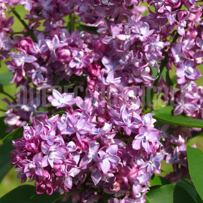 image de Syringa La Tour d'Auvergne