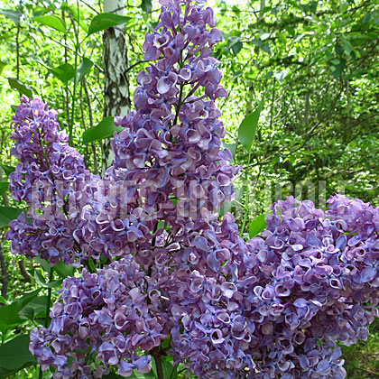 image de Syringa Lady Lindsay