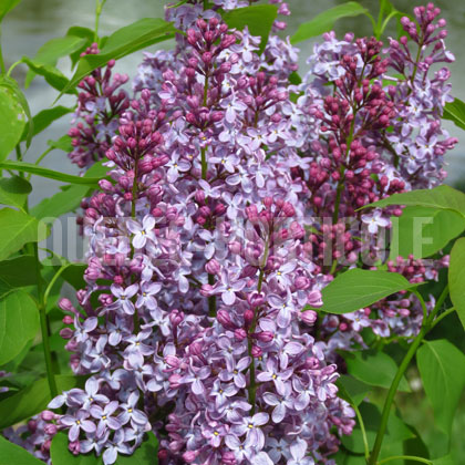 image de Syringa Laplace