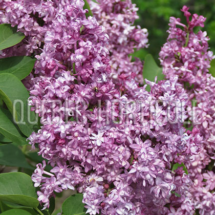 image de Syringa Le Printemps