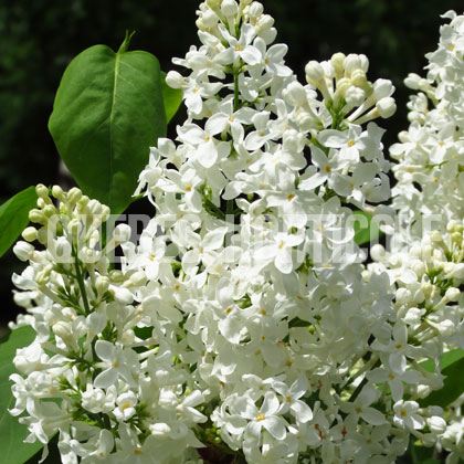 image de Syringa Lebedushka