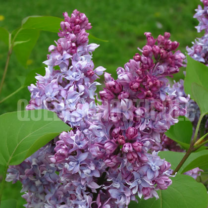 image de Syringa Lemoinei