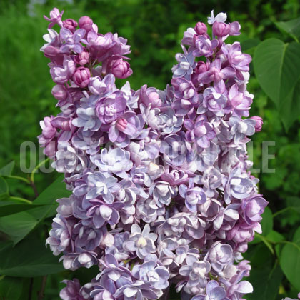 image de Syringa Léon Gambetta