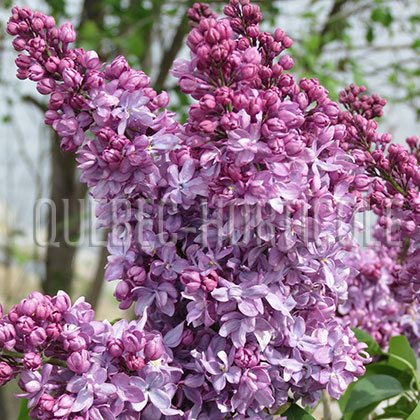 image de Syringa Léon Simon