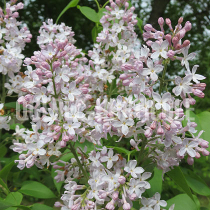 image de Syringa Macrostachya