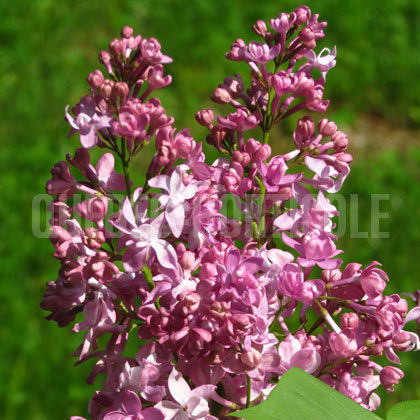 image de Syringa Mainzer Rad