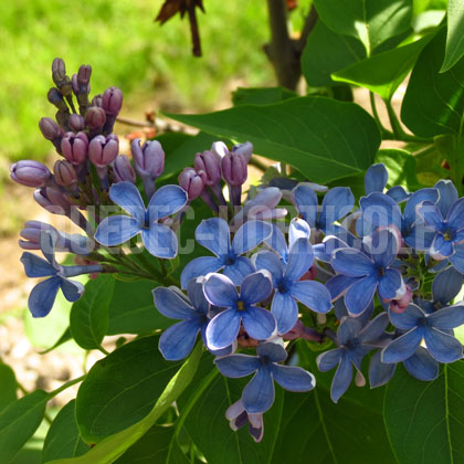 image de Syringa Martha Stewart