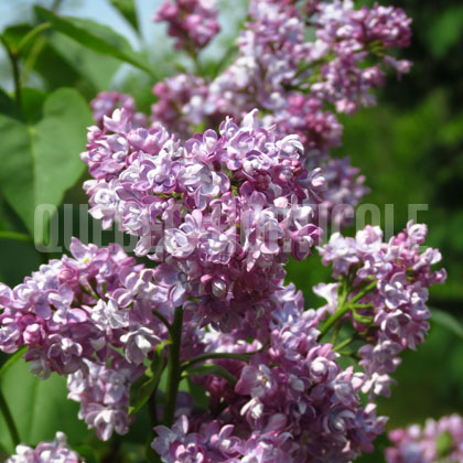 image de Syringa x hyacinthiflora Mary Short