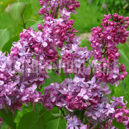 image de Syringa Mathieu de Dombasle