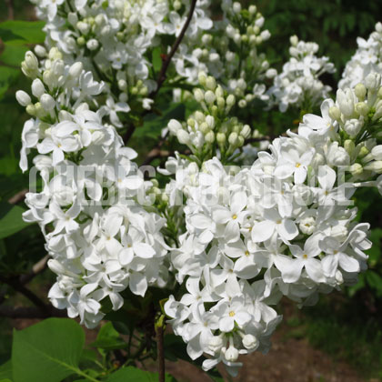 image de Syringa Maud Notcutt