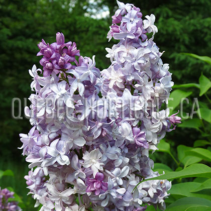 image de Syringa Nadezhda