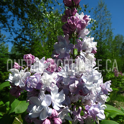 image de Syringa Nebo Moskvy